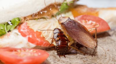 le blatte contaminano il cibo