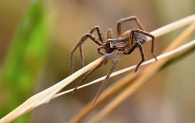 10 curiosità sui ragni