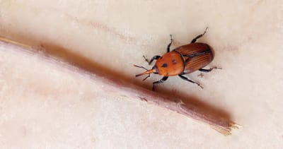 lotta punteruolo rosso