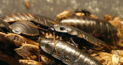 disinfestazione blatte